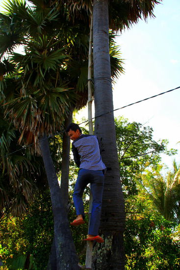 Leiter dient dem Ernten des von der Zuckerpalme gewonnenen Saftes 
Laut Wikipedia: Der Saft aus den Blütenständen wird ab dem 9. Jahr geerntet. In den ersten Tagen können 2 bis 7 l entnommen werden. Nach ca. 7 Wochen nimmt der Saftfluss ab. Pro Jahr können bis zu 1800 l Saft gewonnen und zu ca. 150 kg Zucker verarbeitet werden.