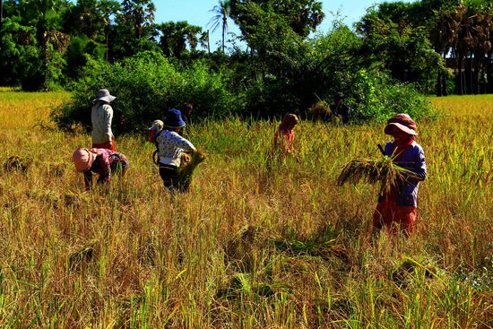 Durch unseren Tourguide kommen wir mit den freundlichen reiserntenden Frauen in Kontakt - nur leider sprechen sie praktisch kein Englisch. Über unser Interesse freuen sie sich aber und wir dürfen Fotos schießen...
