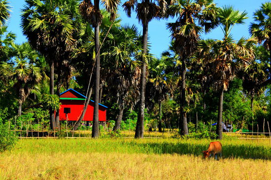 Die Häuser sind alle auf Stelzen gebaut, zum aller größten Teil bestehen sie nat. aus Holz
