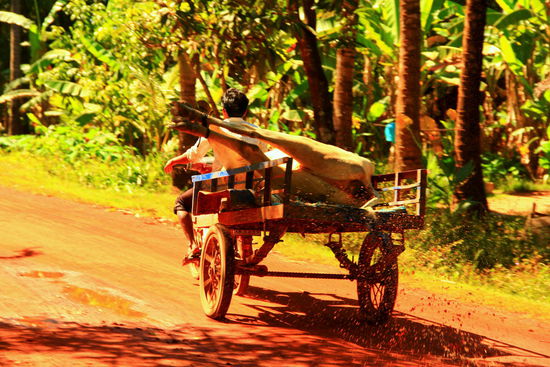 Die arme Kuh Einige Male haben wir auch zwei nebeneinandergelegte Schweine auf dem Motorrad transportiert gesehen!