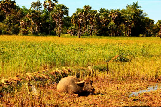 Viele Familien sind im Besitz von Wasserbüffeln