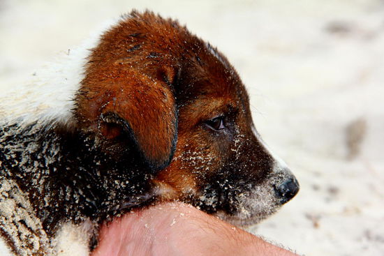 Reto hat Besuch...der Kleine macht es sich auf seinem Arm gemütlich und nickt ein. Und das Weiße ist nicht etwas Schnee 