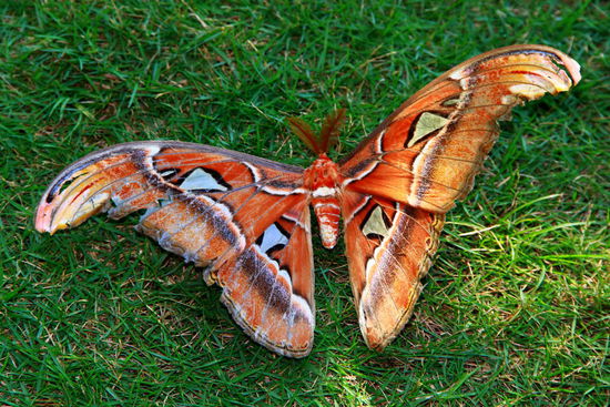 Ein riiiesen Schmetterling (oder hat der bereits einen anderen Namen?) direkt bei unserem Bungalow am Boden...etwa so groß wie meine beiden Hände