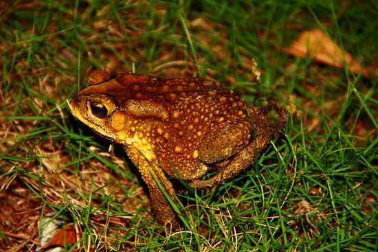 Sooo und noch ein letztes Bild zur Tierstunde