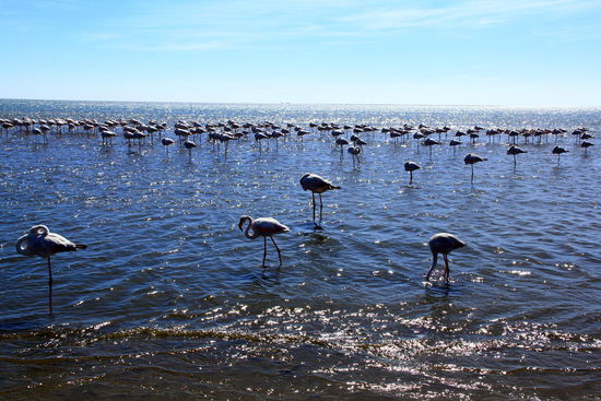 Die Lagune in Walvis Bay ist das wichtigste Feuchtgebiet im südlichen Afrika und eine der größten  Bruststätten für See- und Landvögel weltweit. Pelikane soweit das Auge reicht!