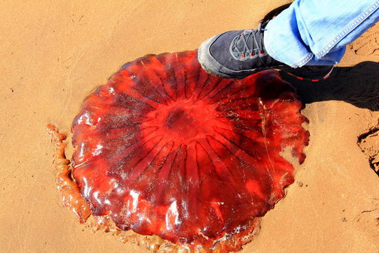 Am Strand wimmelt es schon fast von herangespülten Riesenquallen!
