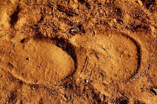 Spurenlesen für Anfänger 