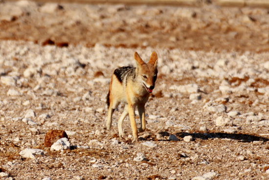 Schakale kommen zwischendurch auch auf den Campingplätzen zu Besuch 