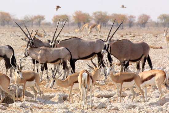 Oryx und Springböcke