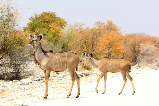 Kudus