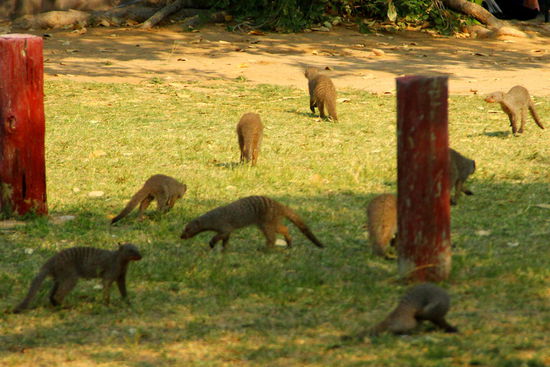Auf dem Camping überall lustige Zebramangusten 