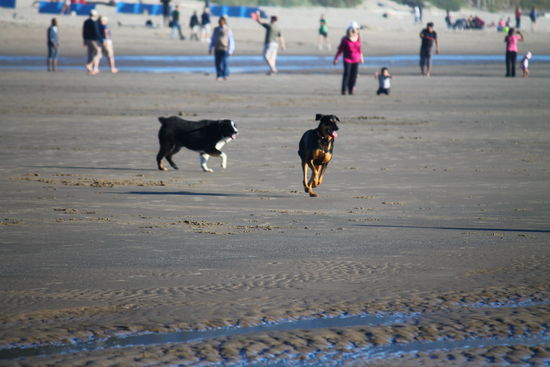 Überall toben Hunde herum - toll!