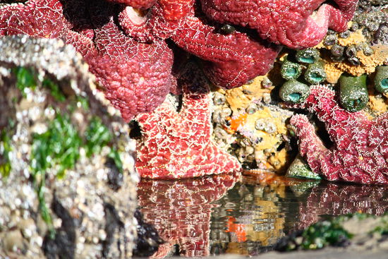 An den Felsen in den Tidepools kleben massenhaft Seesterne ...