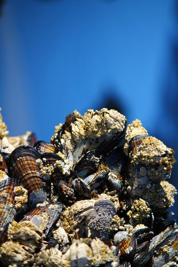 ... und Muscheln aller Art