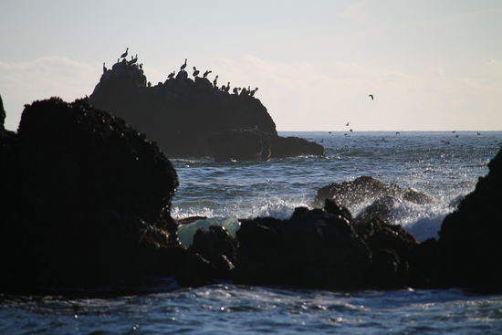 Weiter draußen sind die Felsen von Vögeln der verschiedensten Art besetzt