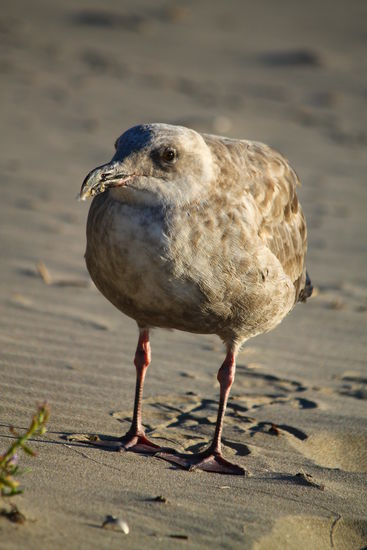 Eine Jungmöwe verfolgt mich, doch ich hab nichts zu essen für sie. Bald schließt sie sich dann wieder ihrer Mutter an.