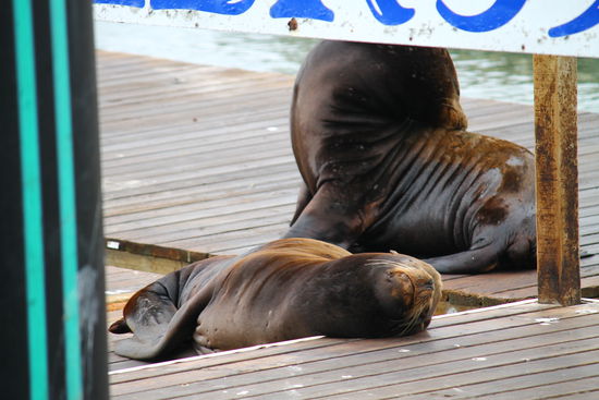 Die Seelöwen baden in der nicht wirklich scheinenden Sonne.