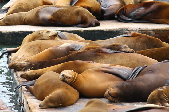 Noch mehr müde Seelöwen