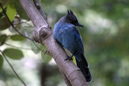 Steller's Jay