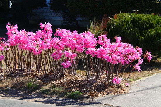 Neben Rosmarin wachsen überall am Wegesrand diese hübschen Blumen