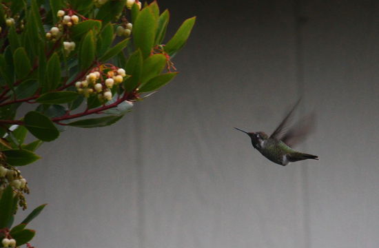 Einen Kolibri hätte ich hier in Nordkalifornien jetzt wirklich nicht erwartet