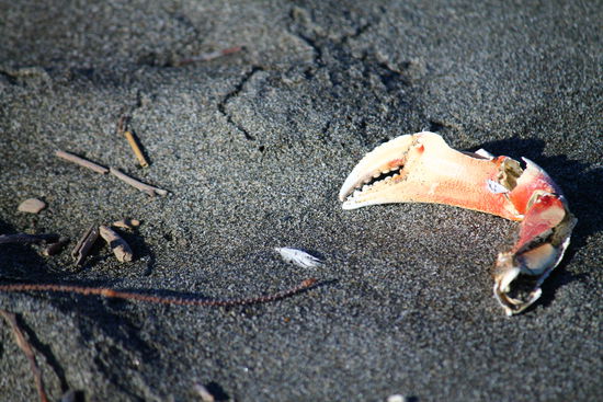 Der ganze Strand ist voll mit Überresten toter Krabben