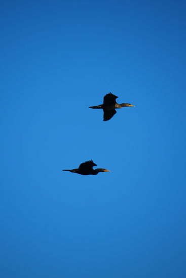 Dafür sind die Kormorane ganz lebendig