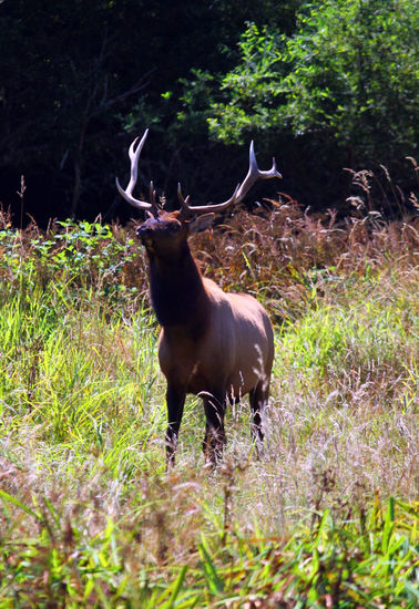 Er hier hat was gerochen, ständig hob er den Kopf in den Wind