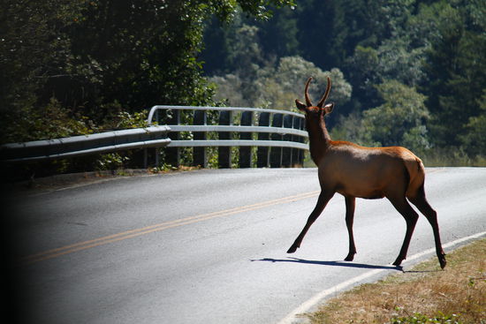 Dieser junge Hirsch ist nicht in Gefahr, außer uns ist weit und breit kein Auto zu sehen. Trotzdem muss man sehr aufpassen, entlang des Highways springen immer wieder Elks und Blacktail Deers ab!