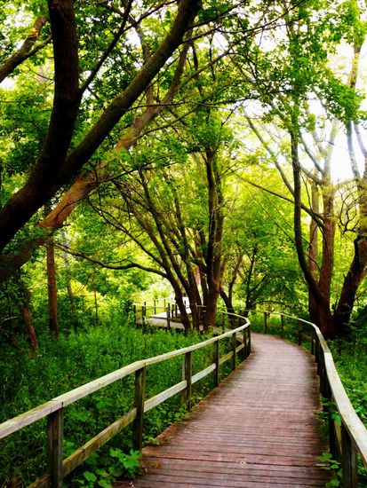 Spaziergang durch Collingwood. Nahe des Sees gibt es einen kleinen Weg durch den Wald