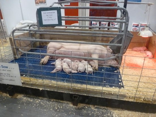 Immerhin wissen die Stadtkinder in Toronto wie ein Schwein aussieht. Ob das deutsche Tierschützer gut heißen würden!?