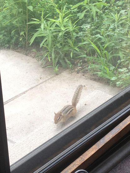 Ein kleines Streifenhörnchen vor der Terassentür.