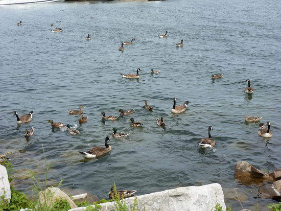 Canada Goose. Sie halten sich gerne in kalten Gebieten und sind deshalb vor allem in Kanada zu finden.