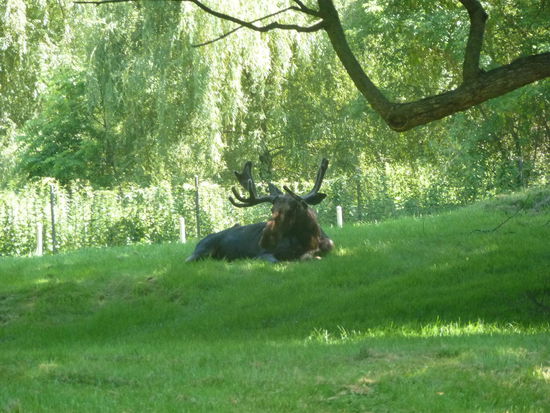 Hier gibt es sie noch. Elche