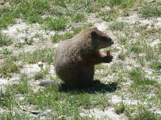 Gibt es etwas süßeres als dieses Möhren kauende Etwas??! Leider war es "unrechtmäßig" im Nashorngehege. Ich persönlich vermute, es ist ein Murmeltier. Die sollen in Kanada ja heimisch sein.