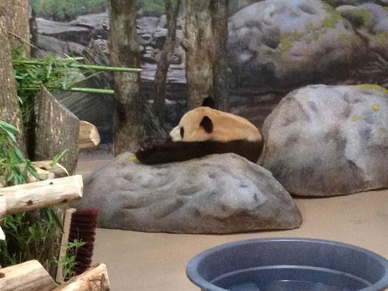 Ein schlafender Panda. Nice