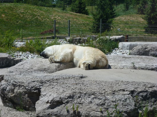 Der Panda darf bei 26°C rein. Warum der Eisbär nicht?!