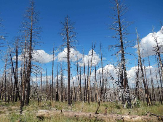 Ein trauriger Anblick in einem ansonsten tollen Nationalpark