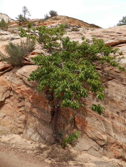 Die Natur findet ihren Weg