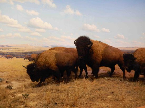 Die Tiere stehen in Schaufenstern und der Hintergrund ist eine große Zeichnung. So verschmelzen die Tiere und die Malerei zu einer Einheit.