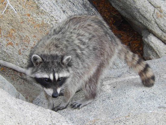 Ein weiterer Besucher der Aussichtsterasse