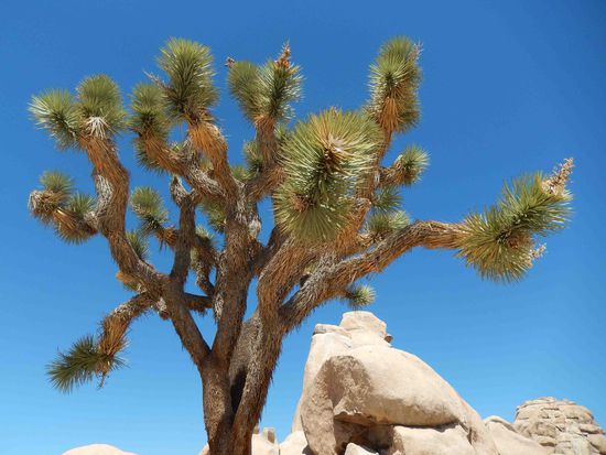 Ein Joshua Tree