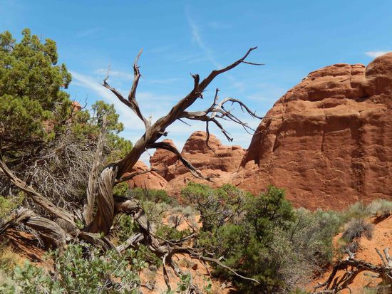 Bäume, die wie eine Skulptur wirken