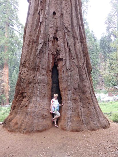 Dies ist nicht der größte Baum der Welt, sondern eher einer der kleineren.
