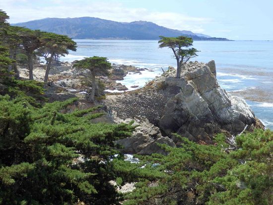 The lone cypress - das Symbol für diese Straße