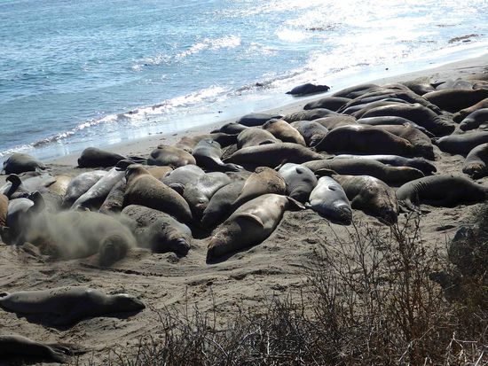 Eine Kolonie von schlafenden Tieren