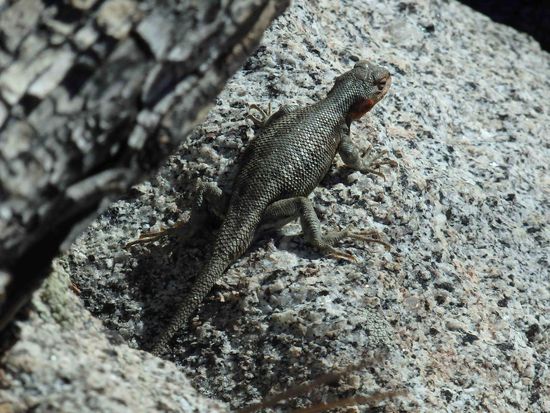 Der kleine Kerl ist hier zu Hause und nahm ein Sonnenbad