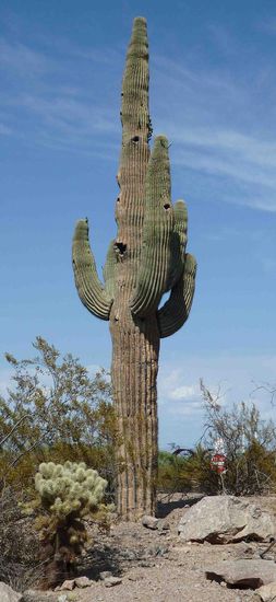 Das Wahrzeichen in voller Pracht