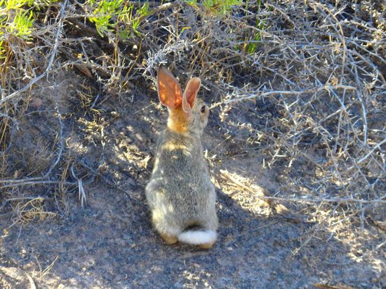 Der kleine Mümmelmann ließ sich kaum von uns stören