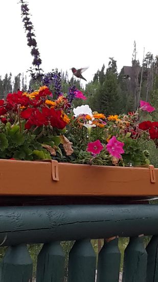 Zum ersten Mal ganz nah sahen wir einen Kolibri